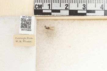 Media type: image;   Entomology 775800 Aspect: Labels